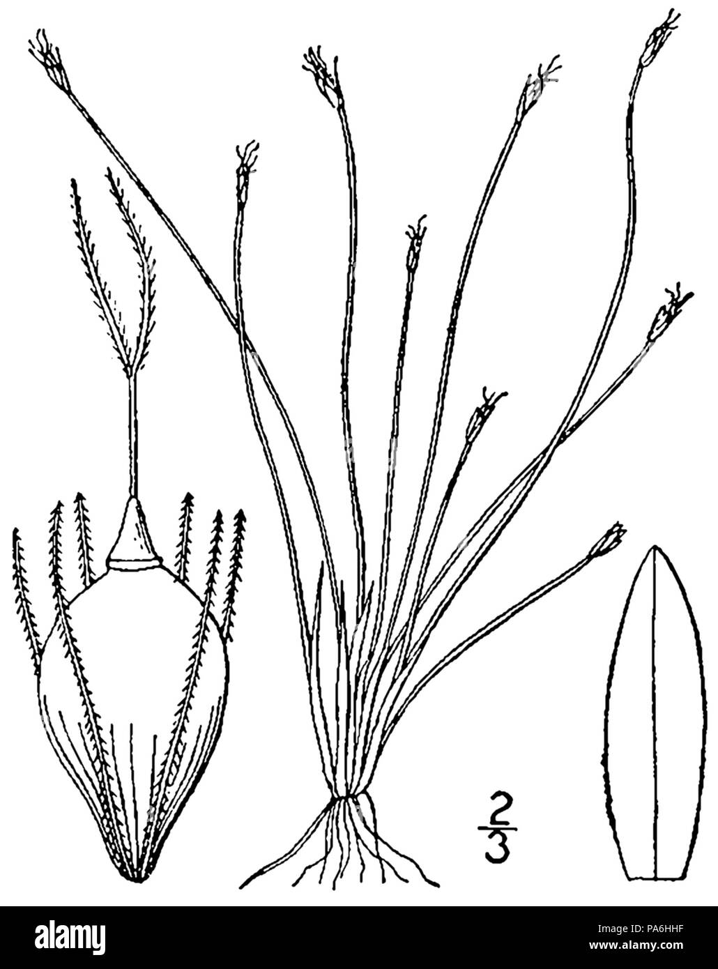 613 Eleocharis flavescens var. olivacea (comme E. flaccida var. olivacea) Banque D'Images