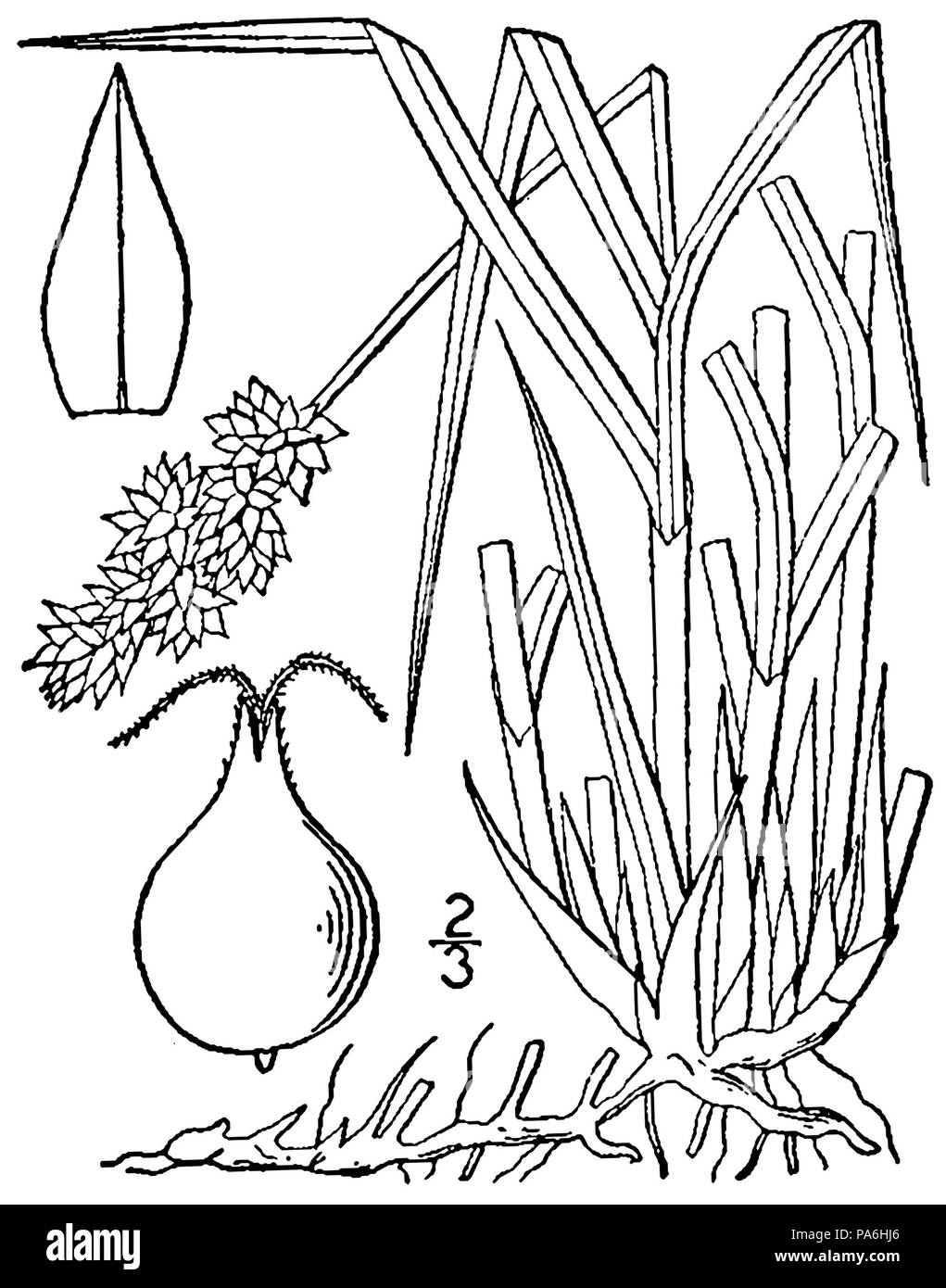 280 Carex BB-1913 feliz dia del amor Banque D'Images