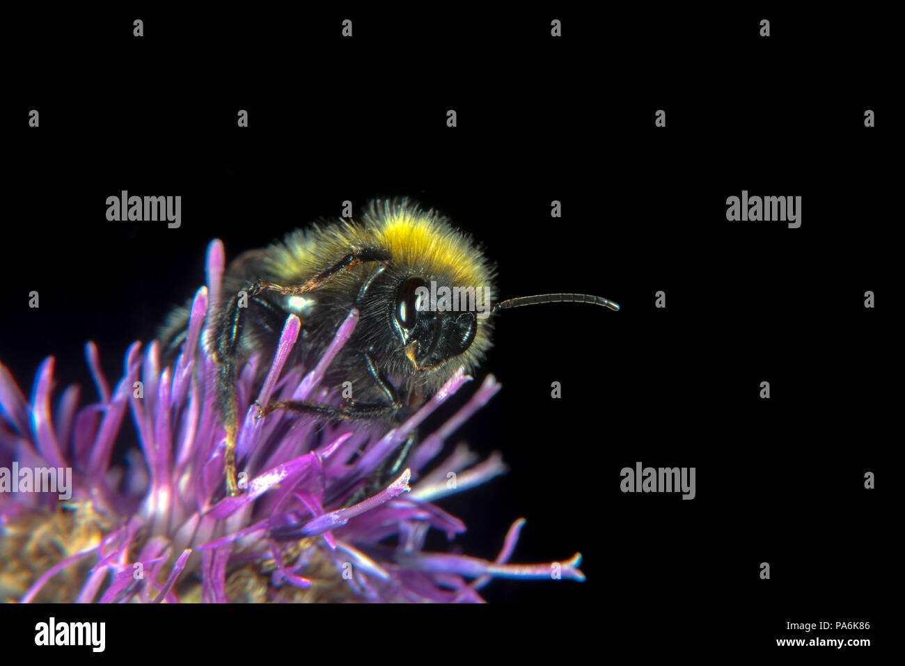 Les fleurs et animaux de porter des armes, des aiguilles et d'Aiguillon Banque D'Images