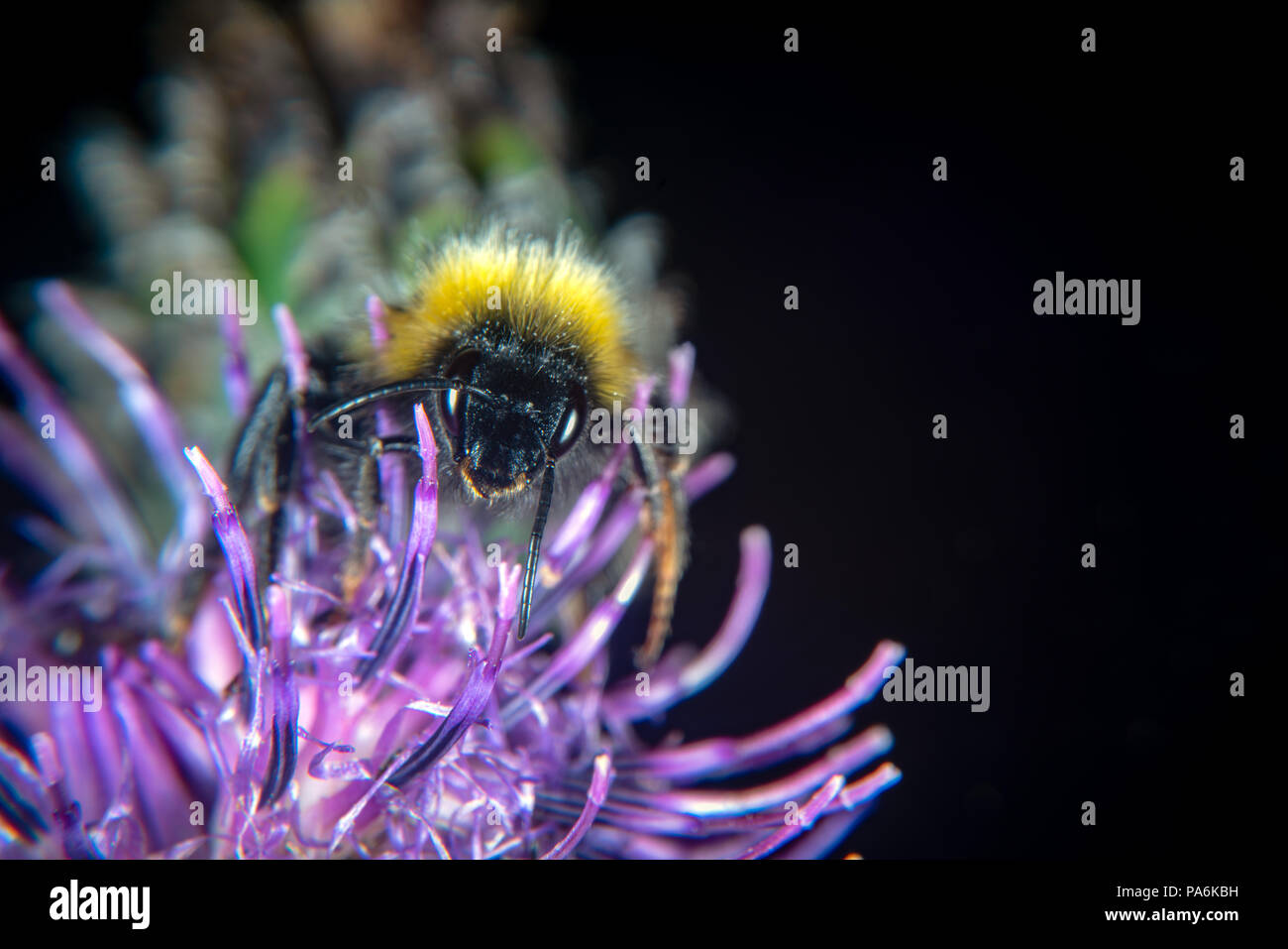 Les fleurs et animaux de porter des armes, des aiguilles et d'Aiguillon Banque D'Images