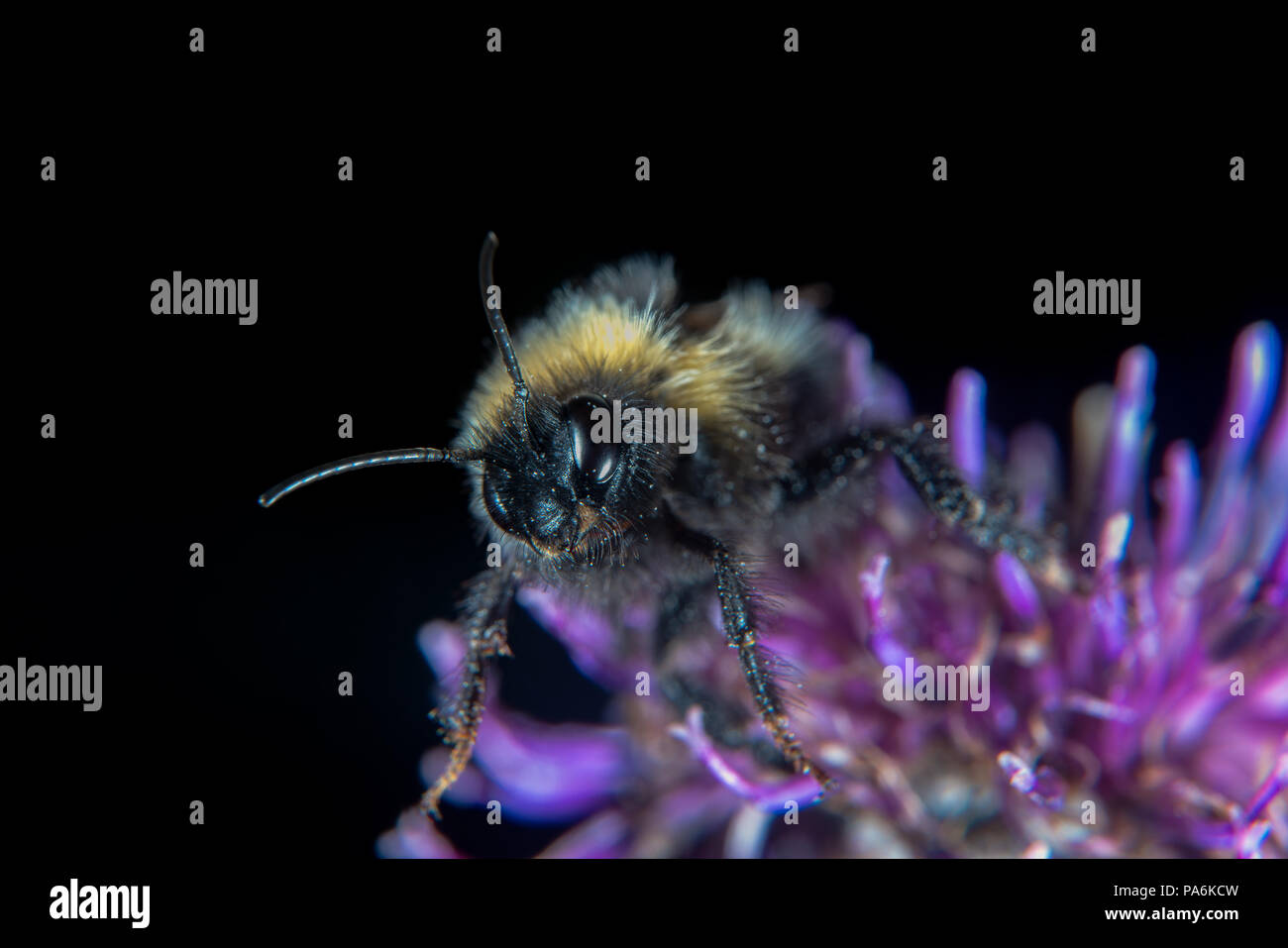 Les fleurs et animaux de porter des armes, des aiguilles et d'Aiguillon Banque D'Images