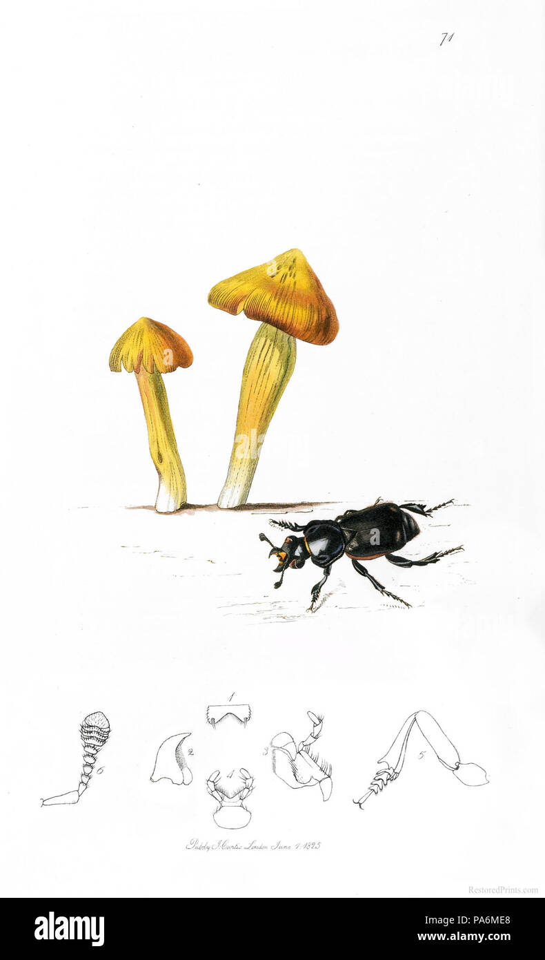 249 British-Entomology John-Curtis 71 Plaque enterrer-ou-Sexton-Beetle Banque D'Images