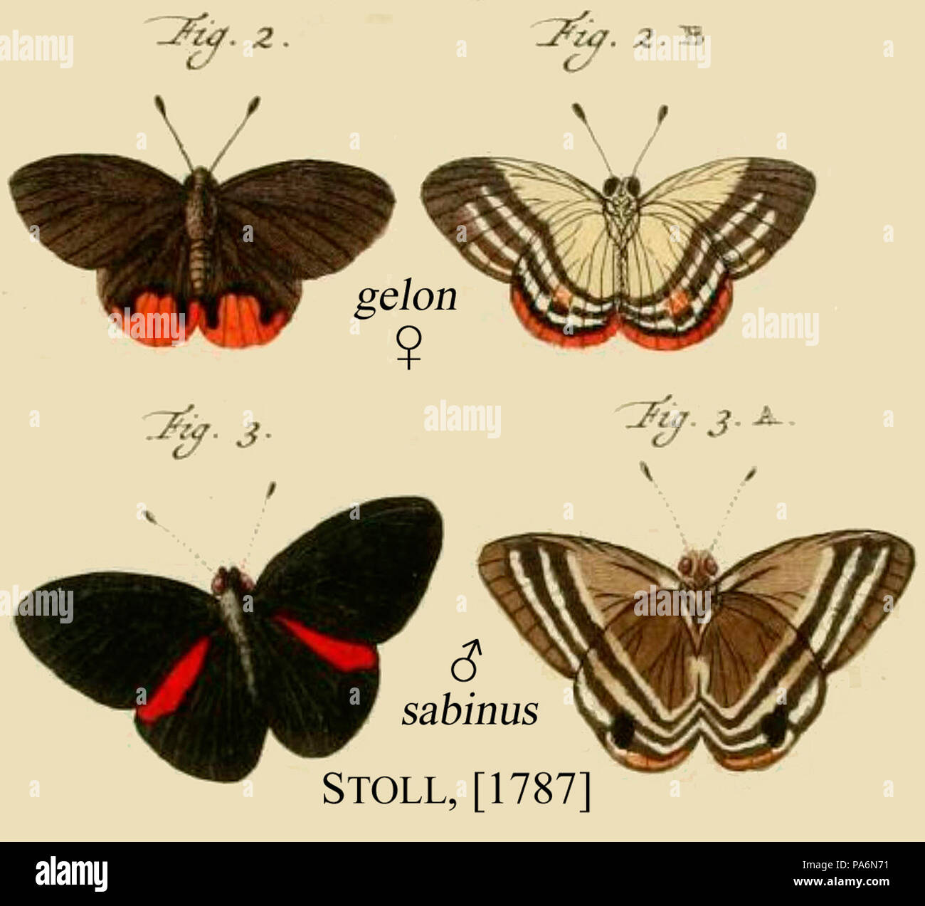 Gelon 692 sabinusCramer1787od Banque D'Images