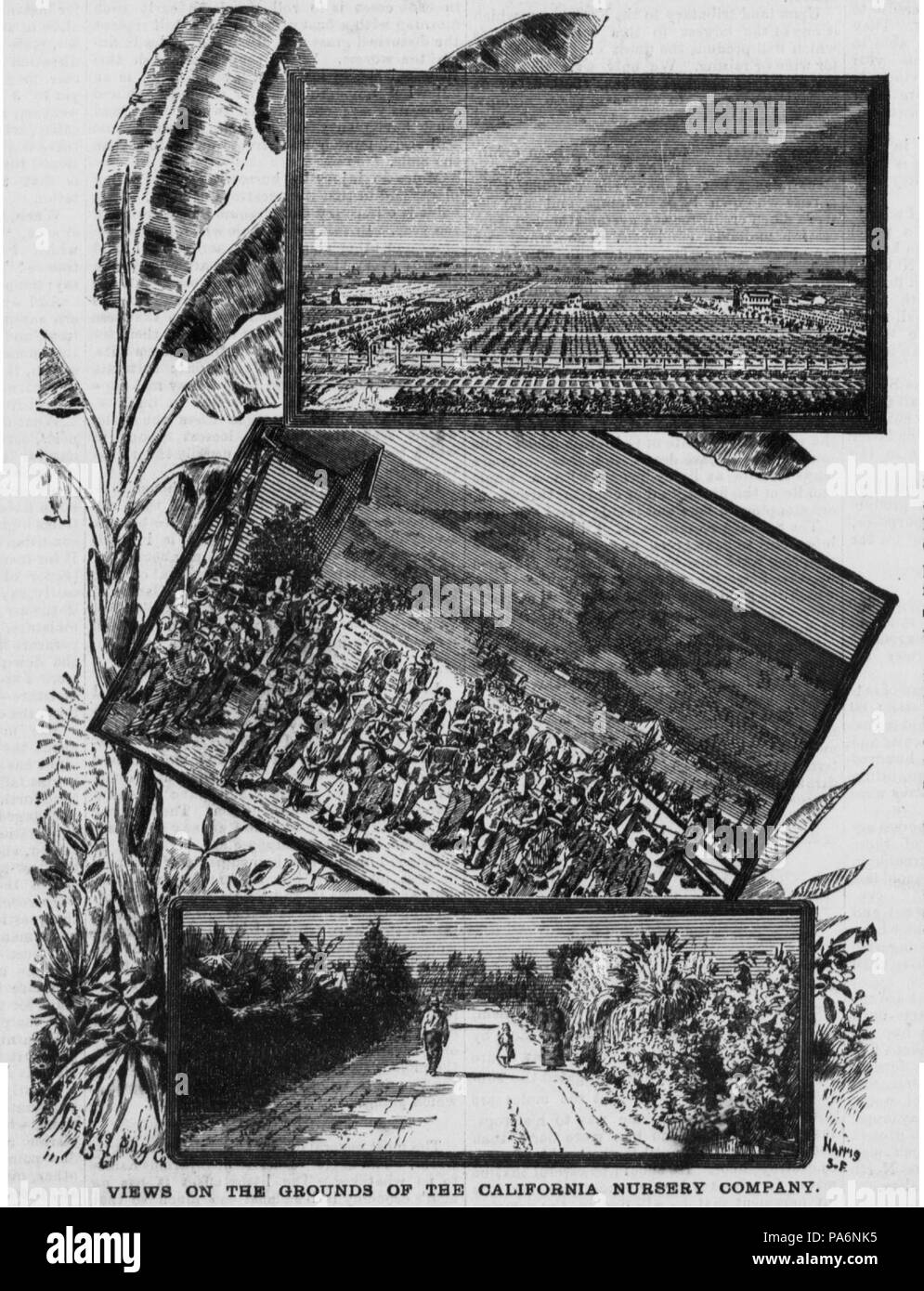267 California Nursery Company 1888 Banque D'Images
