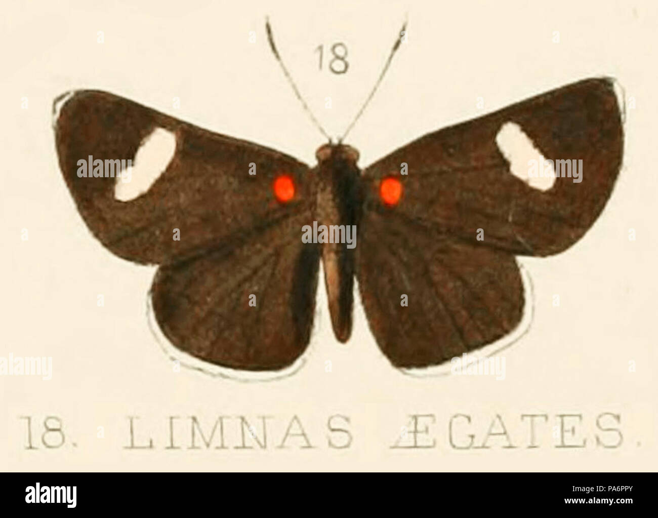 102 AegatesHewitson1874od Banque D'Images