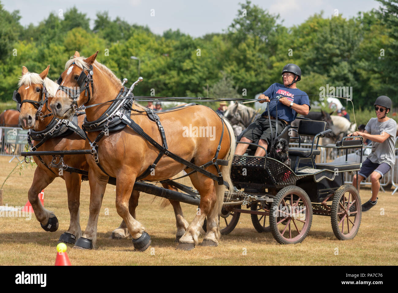 Les courses de chars de chevaux lourds événement à un village anglais country fair dans le Hampshire Banque D'Images