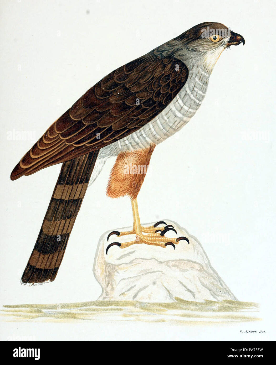 97 Accipiter chilensis-figurasidescripc00phil 0133 Banque D'Images
