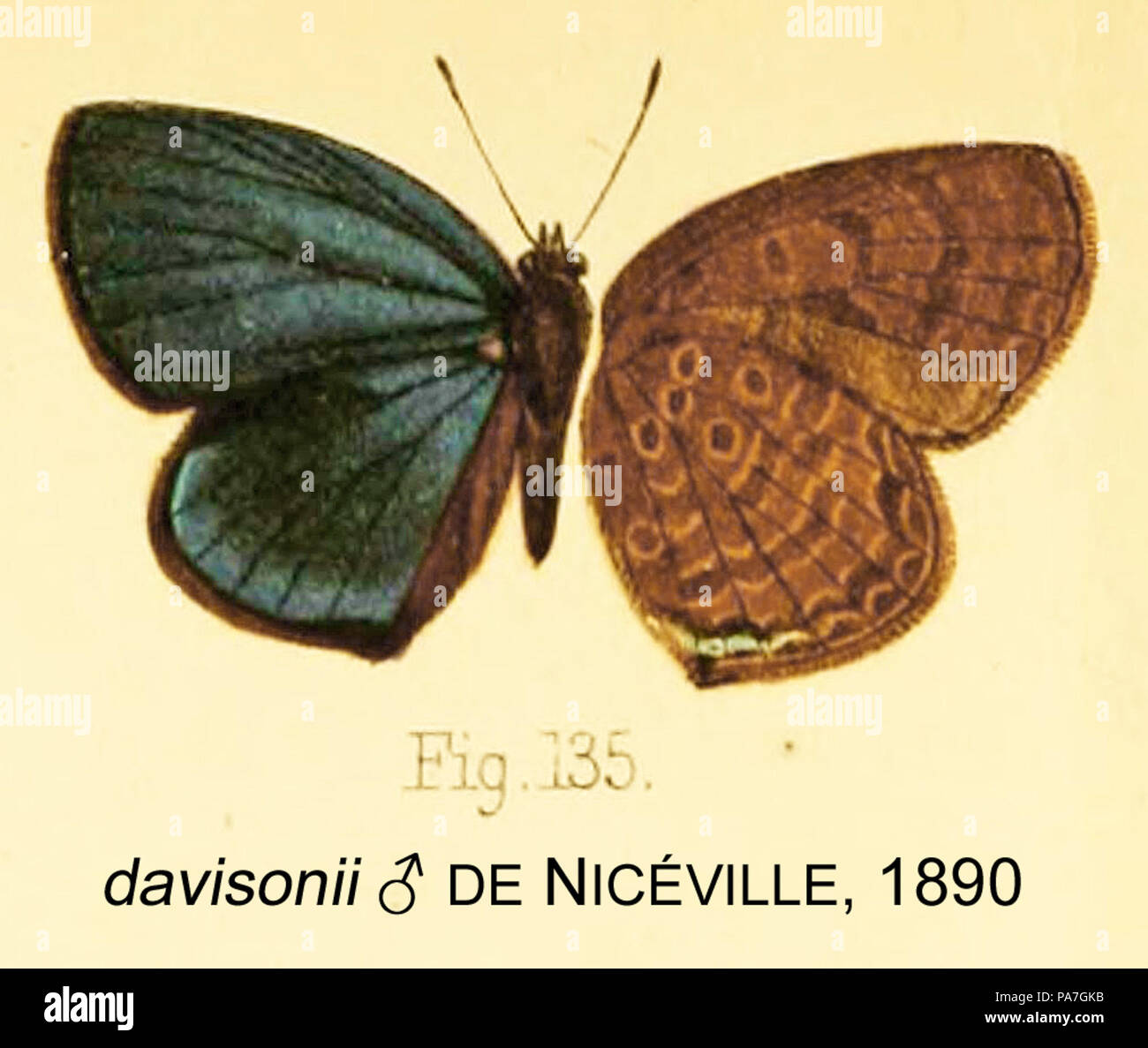 374 Davisonii inDeNiceville Banque D'Images
