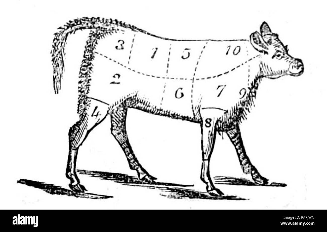 Anglais 621 Veau Housekeeper Banque D'Images