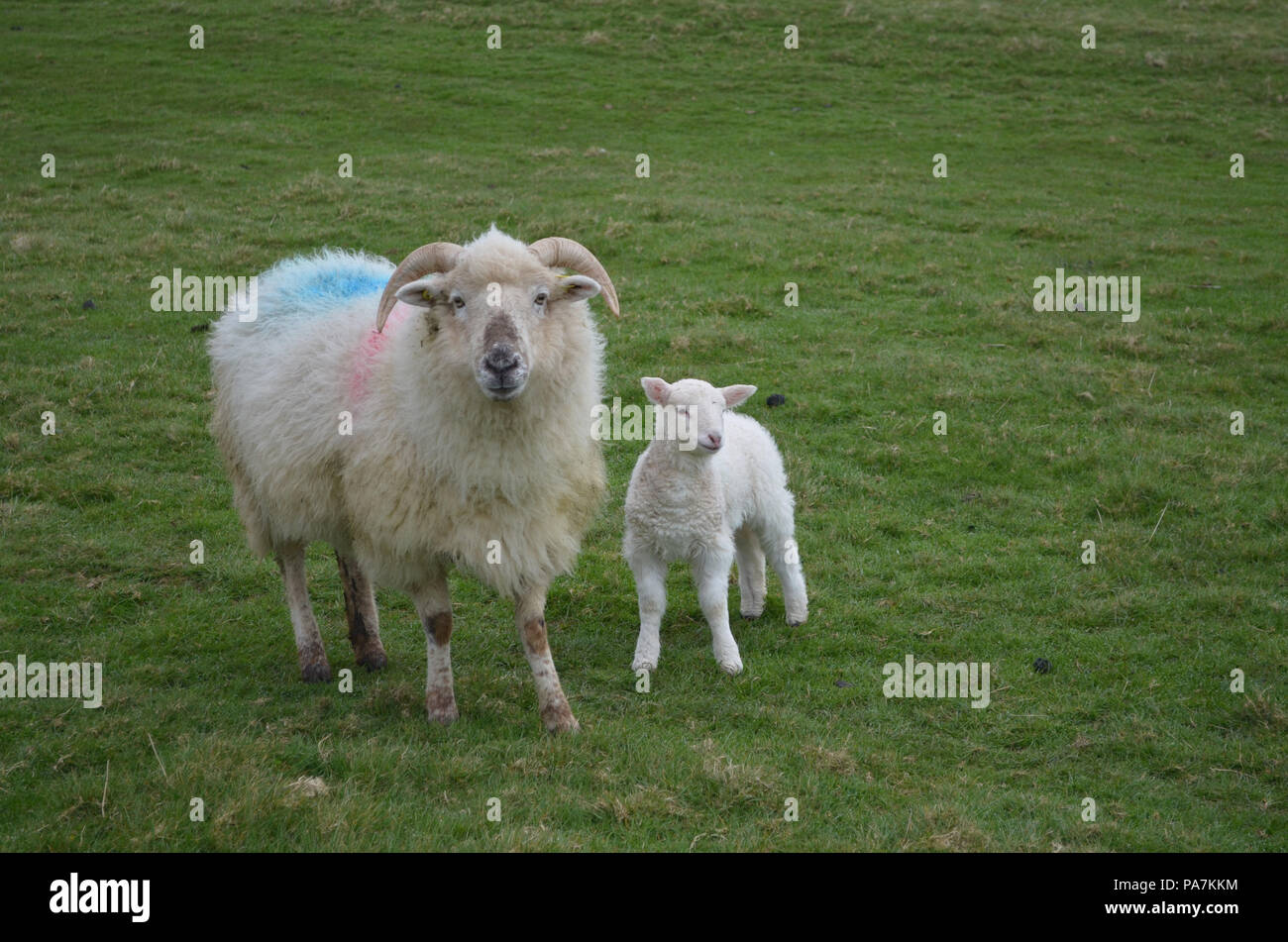 Mouton Mignon Avec Cornes Et Son Bebe Photo Stock Alamy Mouton Mignon Avec Cornes Et Son Bebe Photo Stock Alamy