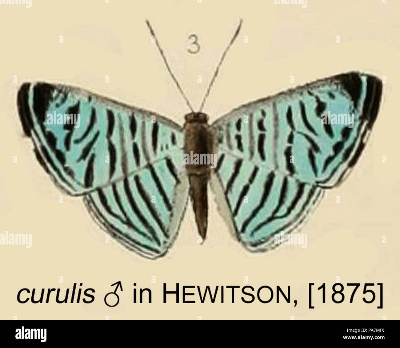 Curulis 361 inHewitson1875 Banque D'Images