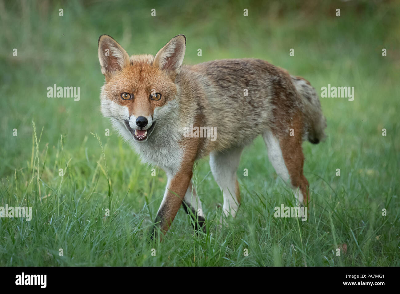 Le renard roux Vulpes vulpes marchant lentement vers le spectateur et regardant en direction de l'appareil photo avec les yeux grands ouverts Banque D'Images