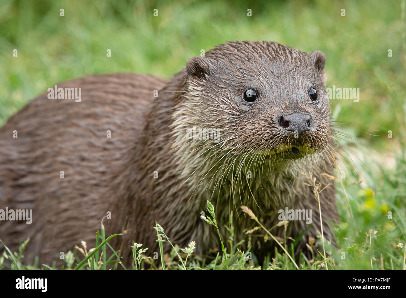Un très proche de faible niveau portrait d'un Otter fixant légèrement à droite de l'appareil photo avec les yeux ouverts et un fond d'herbe ordinaire Banque D'Images
