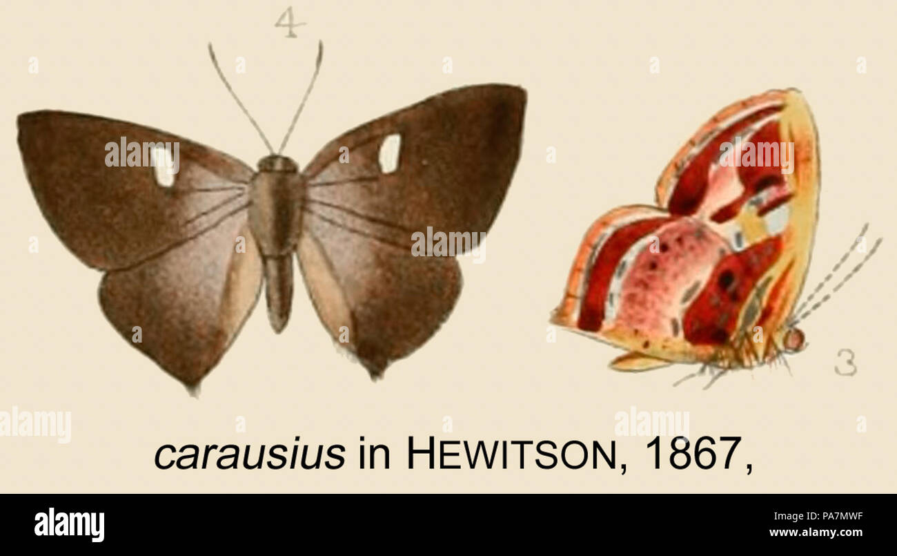 Carausius 280 inHewitson1867 Banque D'Images