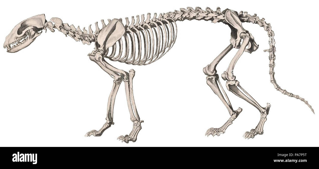 532 die vergleichende Osteologie (1821) Civettictis civetta (fond blanc) Banque D'Images