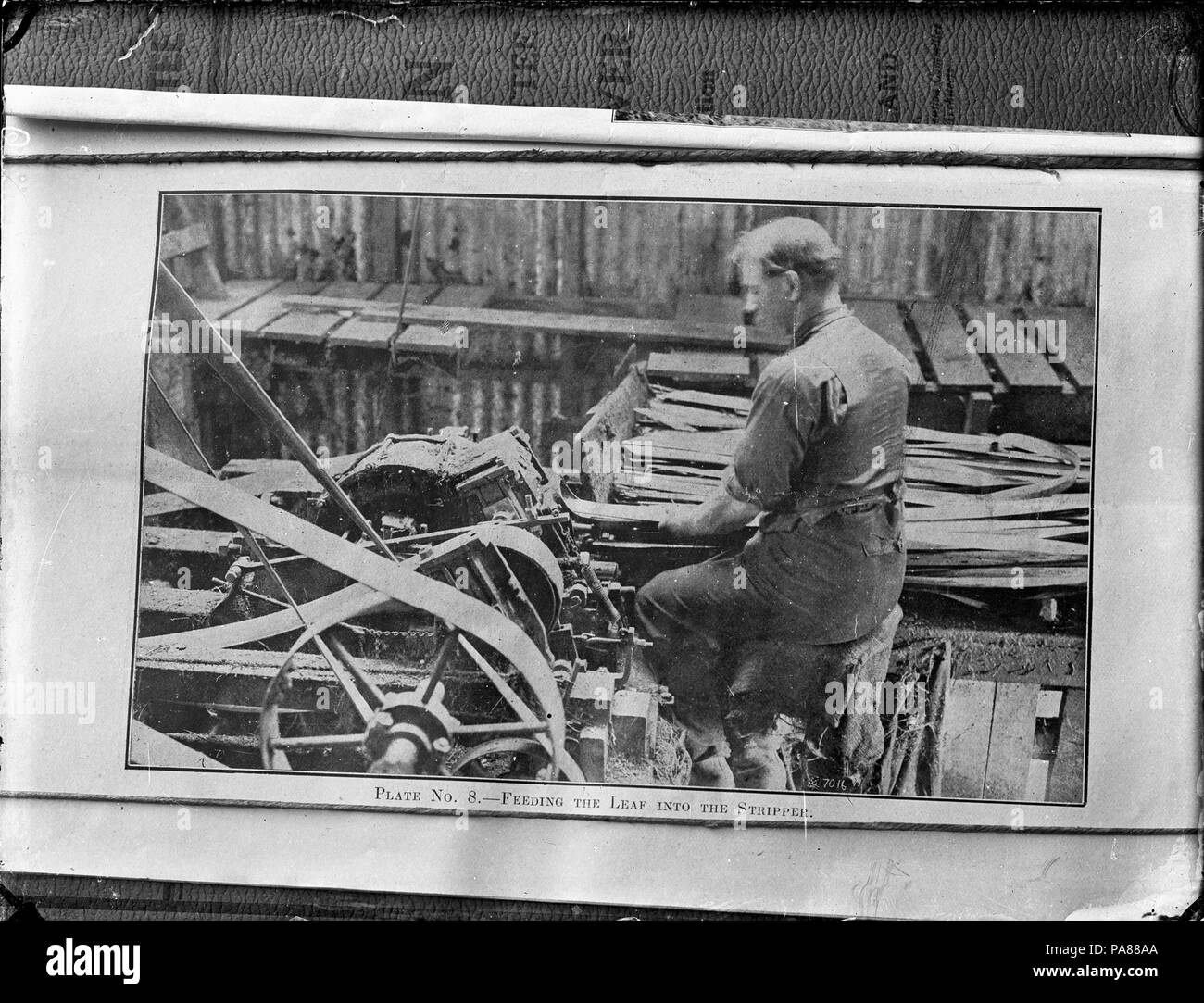 84 L'alimentation d'un travailleur du lin Le lin dans la feuille d'ATLIB 306064 racleur Banque D'Images