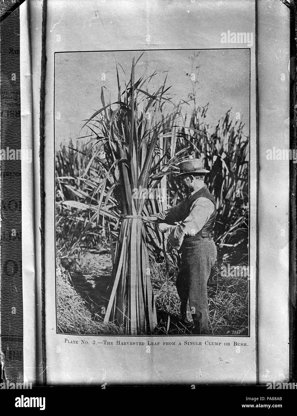 84 travailleur de lin avec des feuilles récoltées le lin (Phormium tenax) ATLIB 306038 Banque D'Images