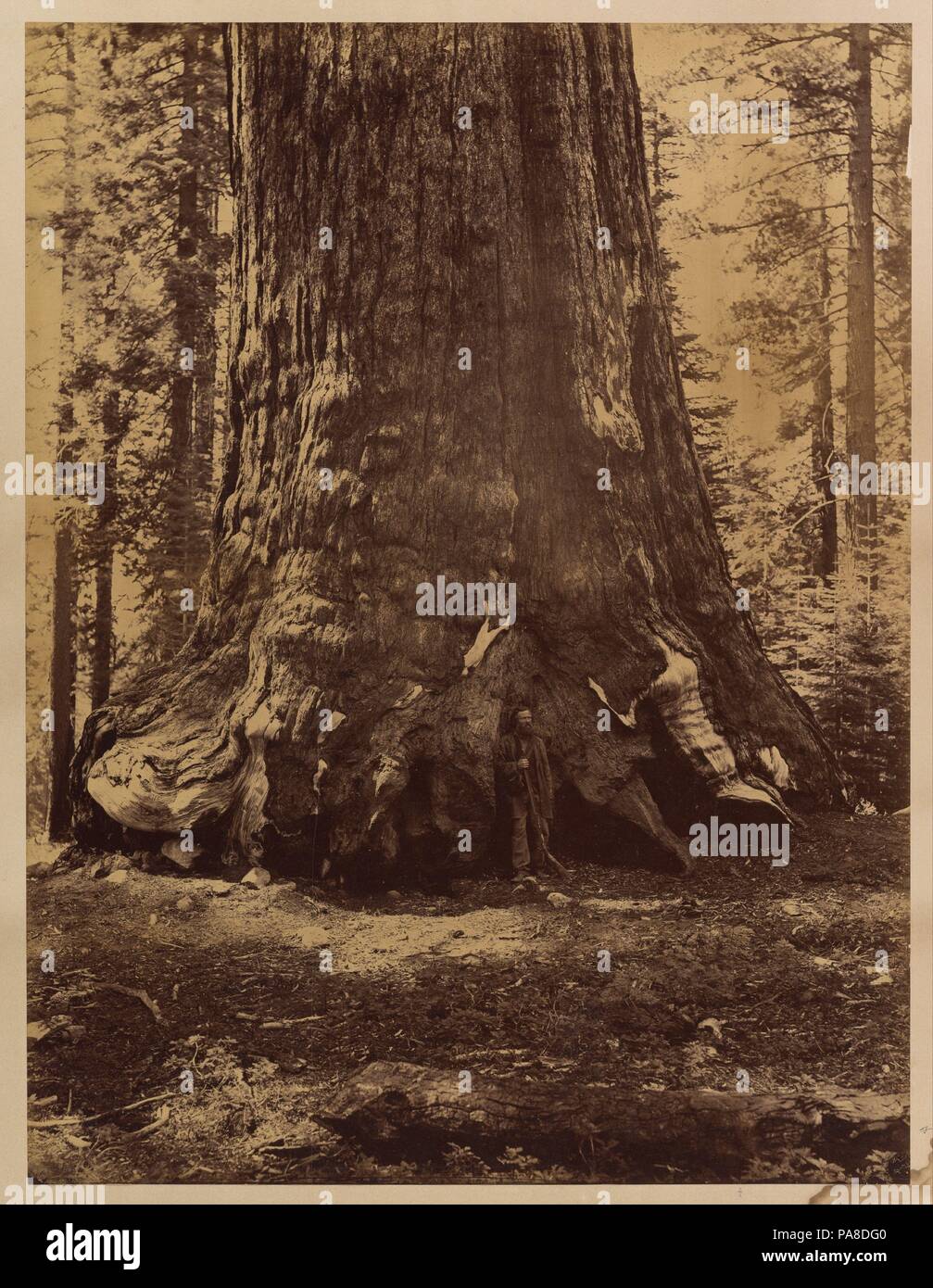 L'article du grizzly géant avec Galen Clark, Mariposa Grove, Yosemite. Artiste : Carleton E. Watkins (Américain, 1829-1916). Dimensions : Image : 5/8 × 15 20 11/16 in. (52,4 × 39,8 cm) feuille : 23 × 19 13/16 1/16 in. (60,5 × 48,4 cm). Date : 1865-1866. Musée : Metropolitan Museum of Art, New York, USA. Banque D'Images