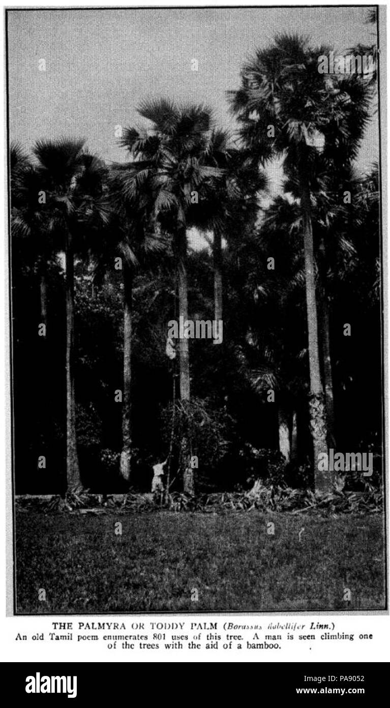 120 BorassusFlabellifer Banque D'Images
