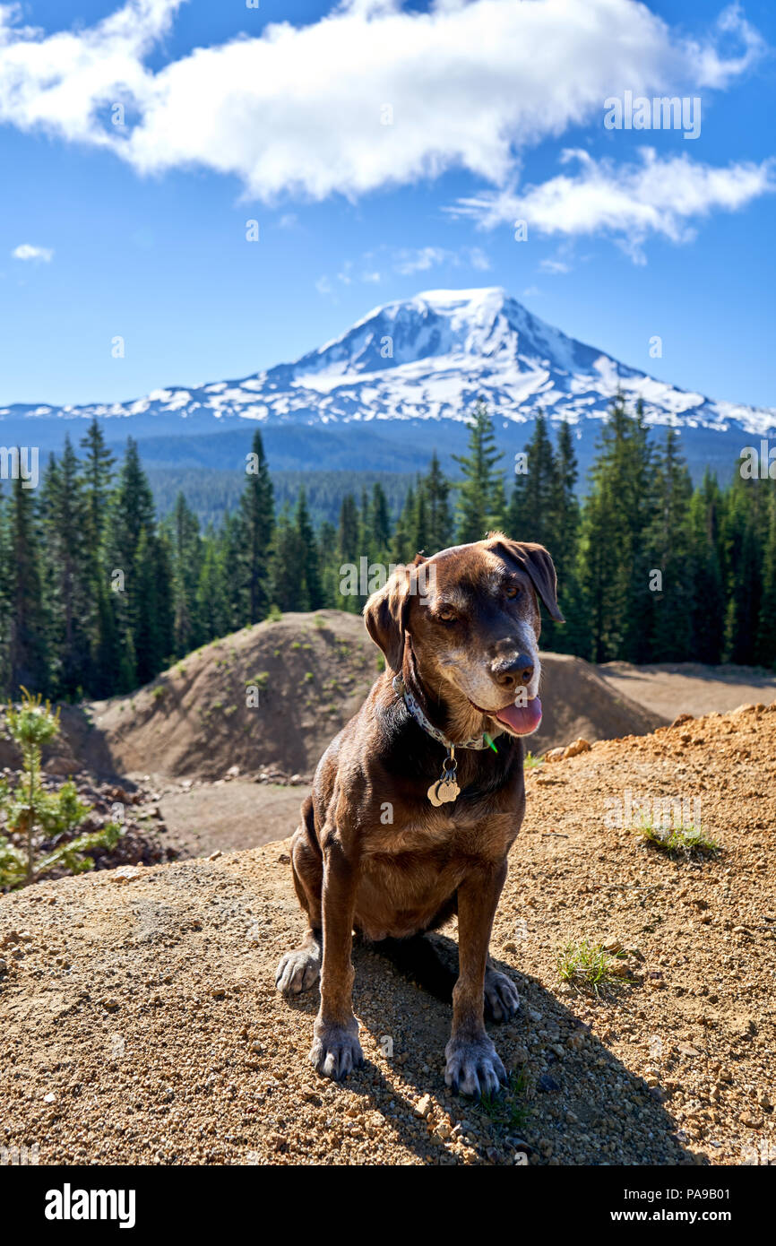 Chien à Mont Adams Banque D'Images