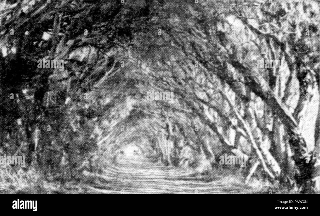 Paperbark 191 arch sur la vieille route de la côte, 1936 Banque D'Images