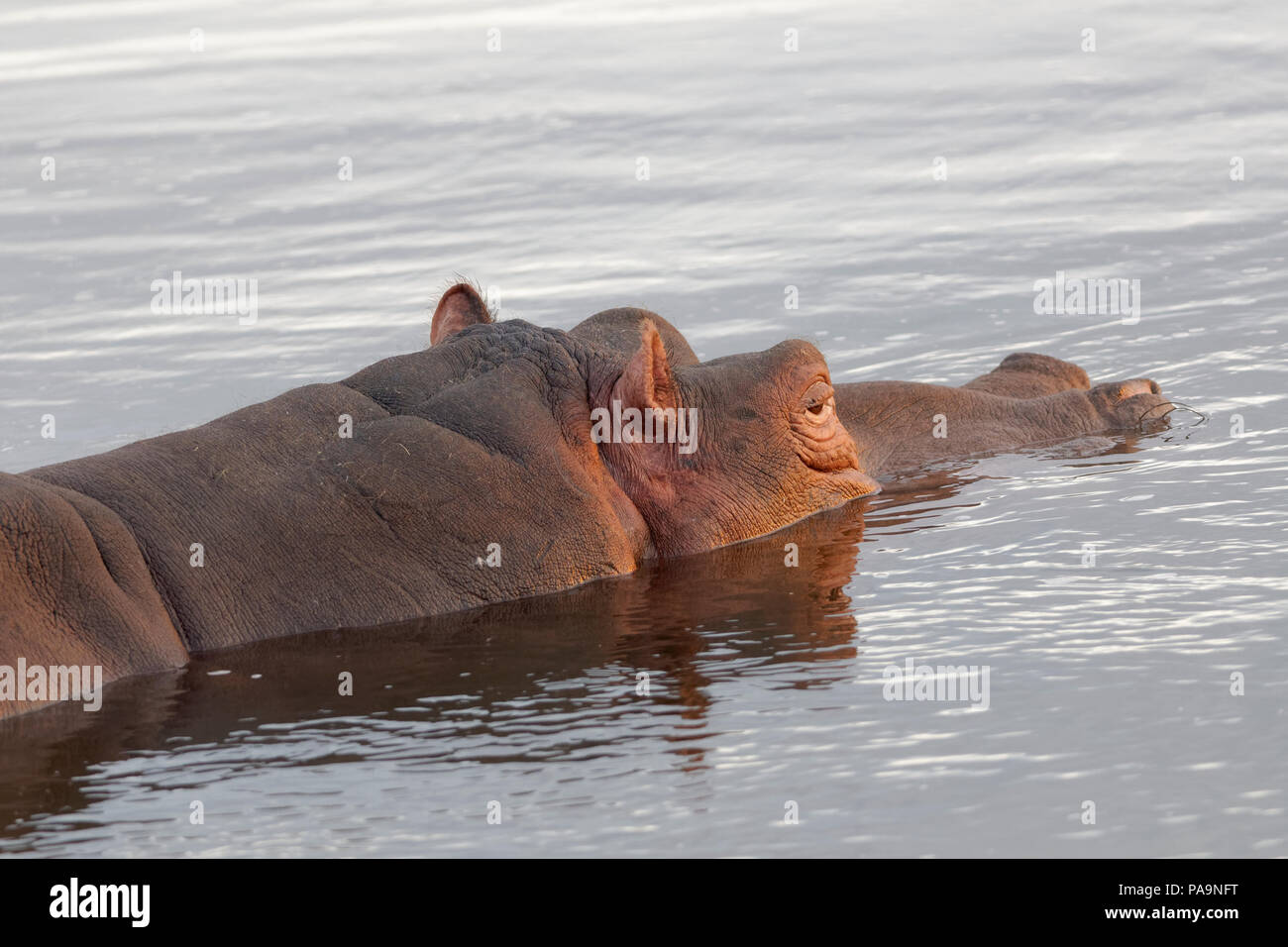 Hippopotame (Hippopotamus amphibius) baignade dans la rivière Olifants, Kruger National Park, Afrique du Sud, l'Afrique Banque D'Images