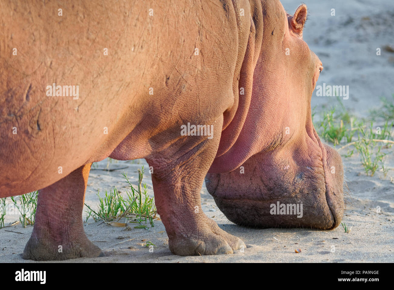 Hippopotame (Hippopotamus amphibius) debout hors de l'eau dans le lit de la rivière Olifants, alimentation, Kruger National Park, Afrique du Sud, l'Afrique Banque D'Images