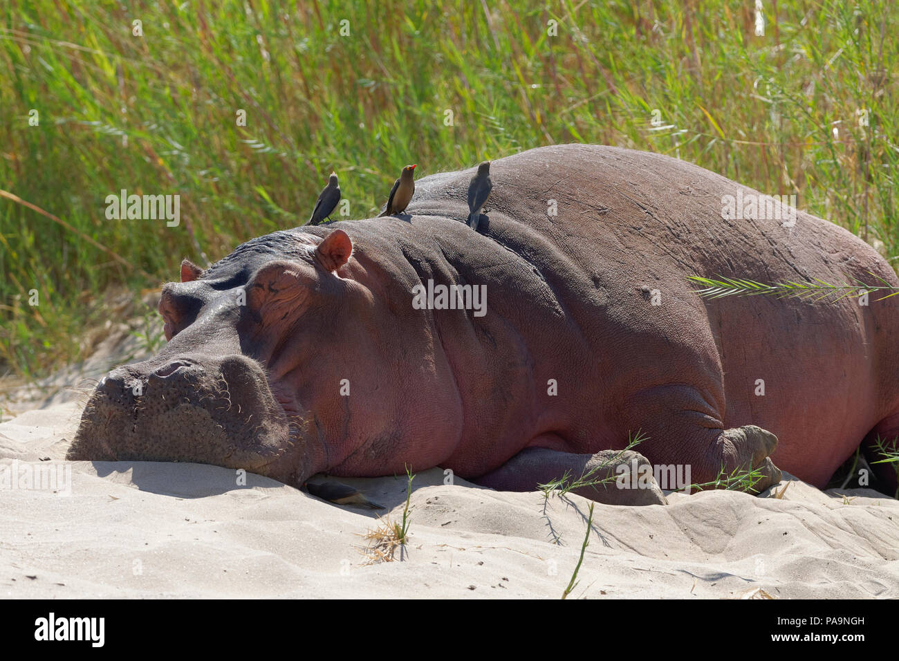 Hippopotame (Hippopotamus amphibius) dormir sur les rives de la rivière Olifants avec red-billed oxpeckers, Kruger National Park, Afrique du Sud Banque D'Images