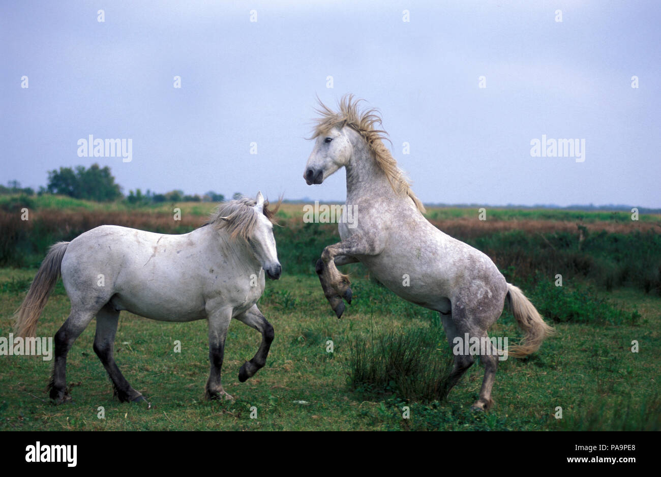 Cheval sauvage de Camargue - Combats - Sud France Cheval Camargue - Lutter contre l'Equus caballus Banque D'Images