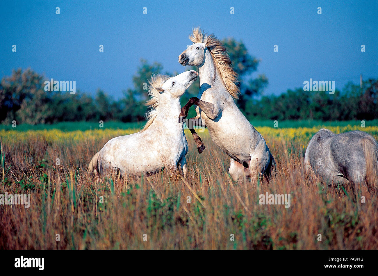Cheval sauvage de Camargue (Equus caballus) - Lutte contre le sud de la France - Cheval Camargue - Lutte contre Banque D'Images