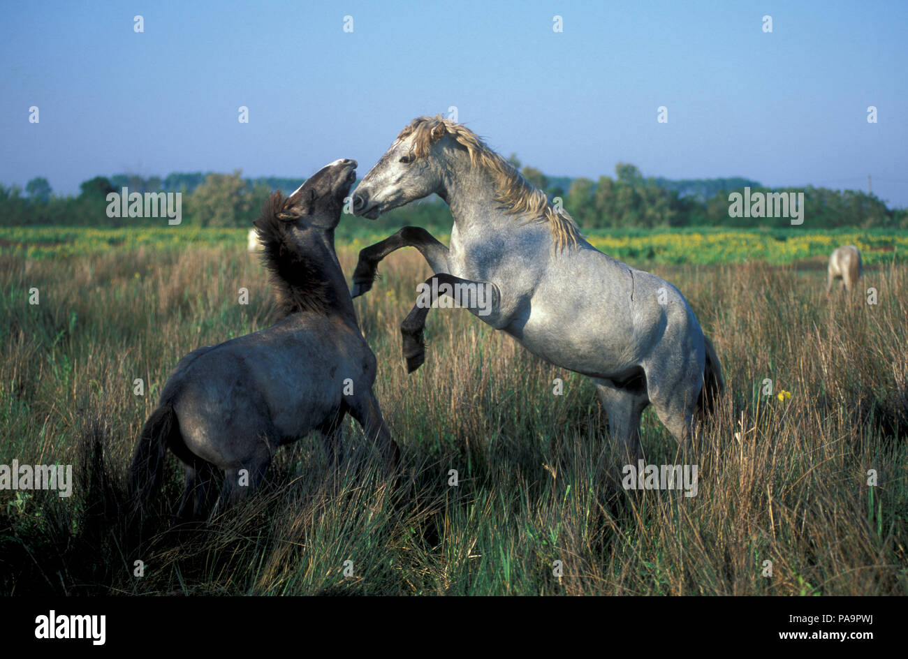 Cheval sauvage de Camargue - Lutte - Poulains - Cheval Camargue - Combat - Equus caballus - Sud de France Banque D'Images