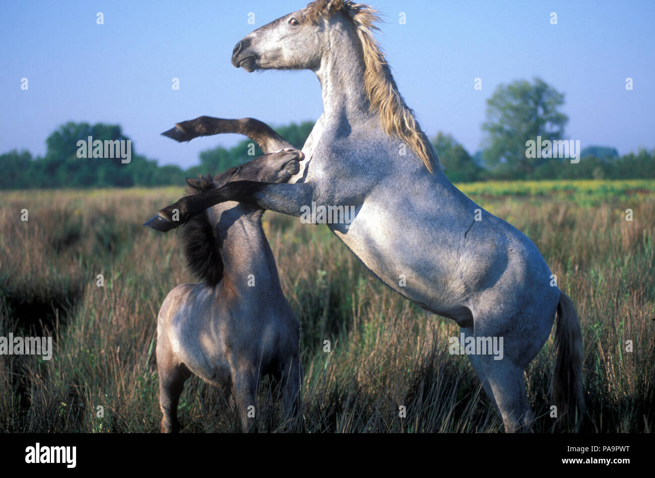 Cheval sauvage de Camargue - Lutte - Poulains - Cheval Camargue - Combat - Equus caballus - Sud de France Banque D'Images