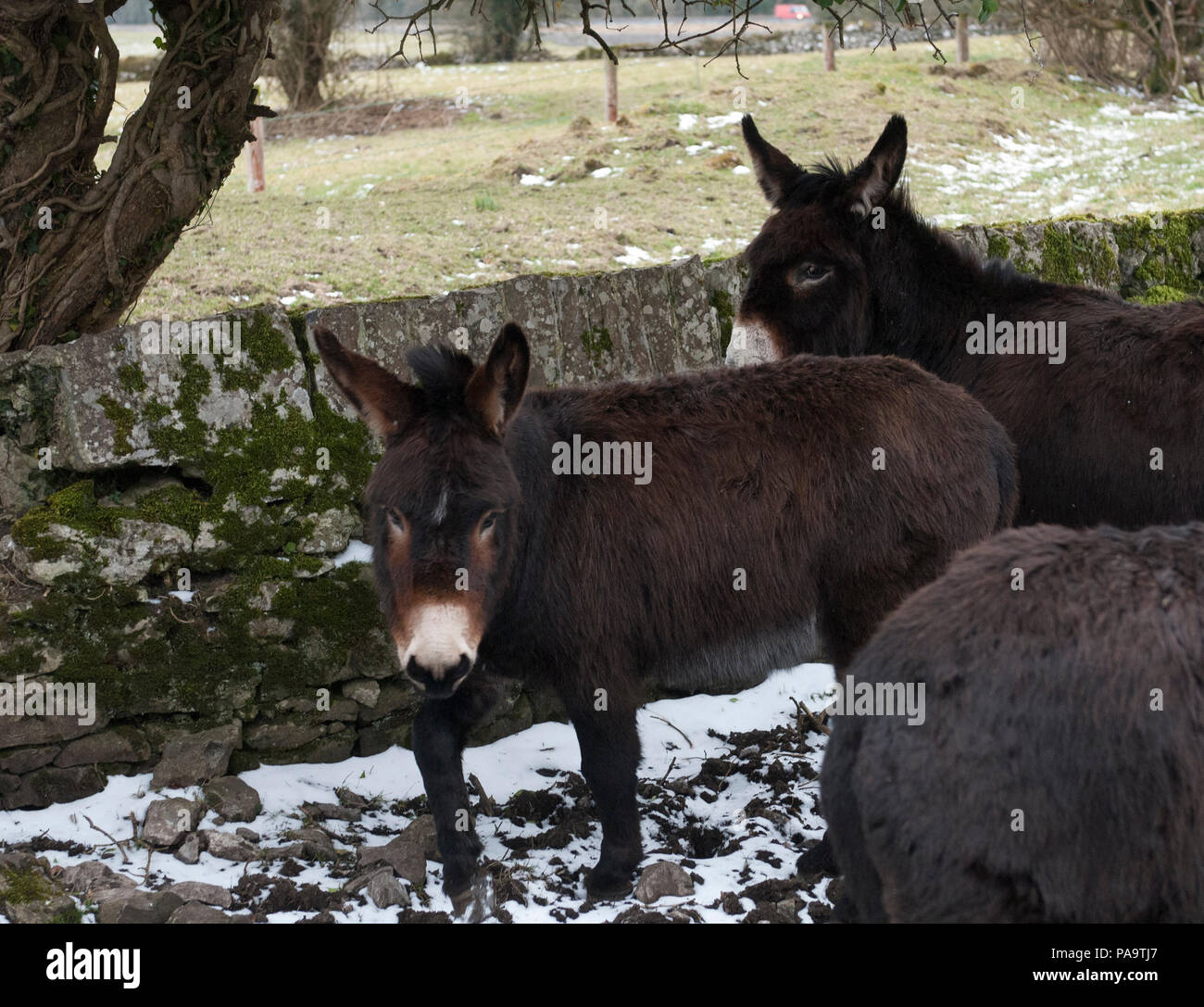 Groupe d'Friendly des ânes dans l'ouest de l'Irlande Banque D'Images