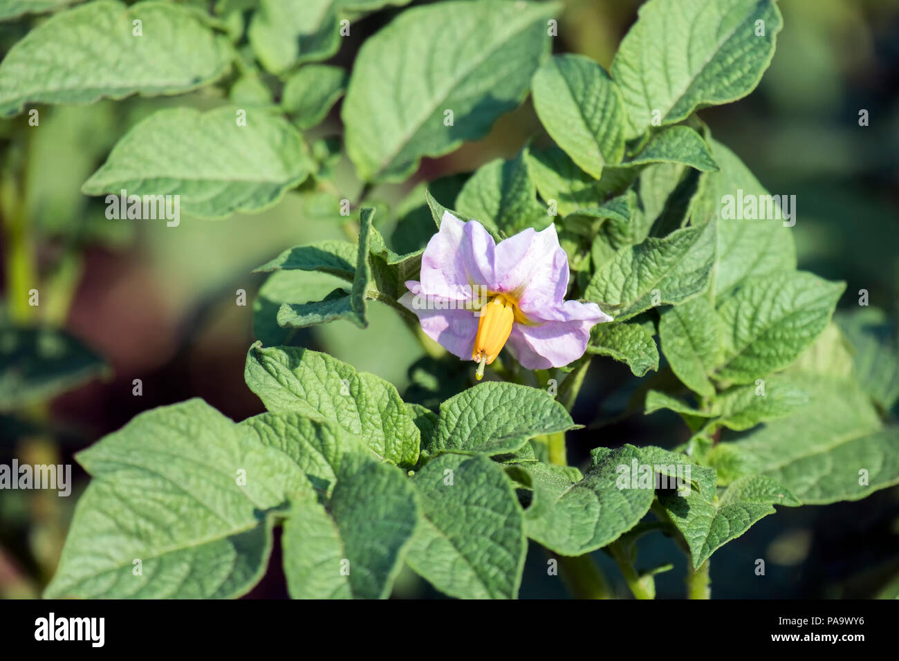 Rose Fleur d'un plant de pomme de terre (Solanum tuberosum) Banque D'Images