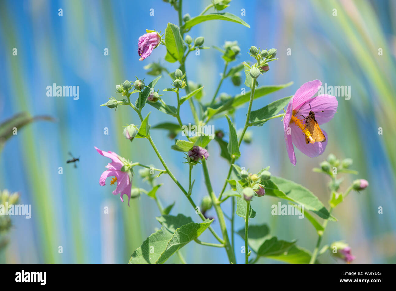 Un papillon visite un satlmarsh mallow Banque D'Images