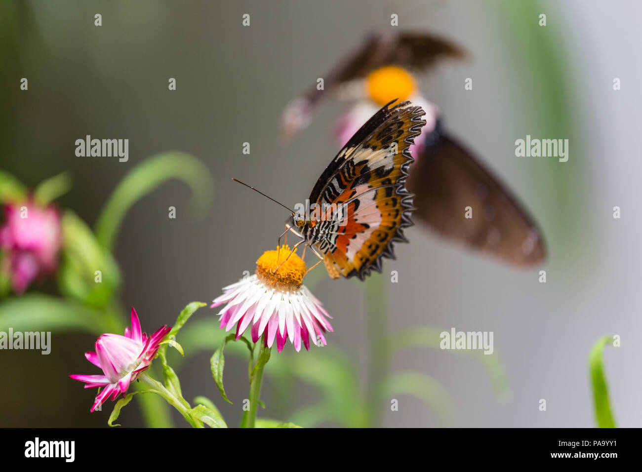 Papillon chrysope malais - Cethosia hypsea Banque D'Images