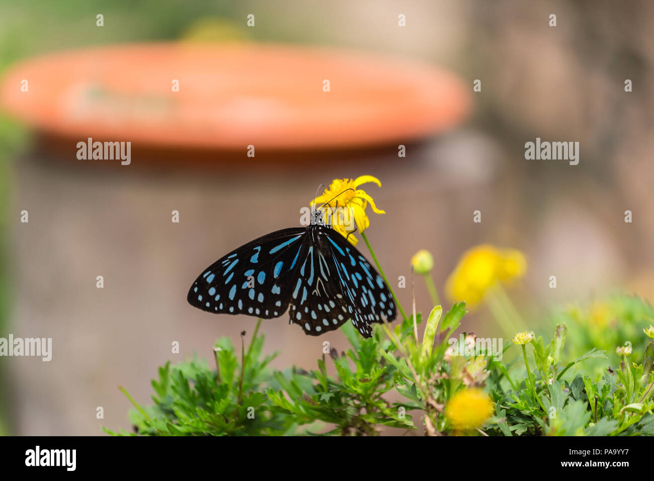 Dark Blue Tiger butterfly - Tirumala septentrionis Banque D'Images