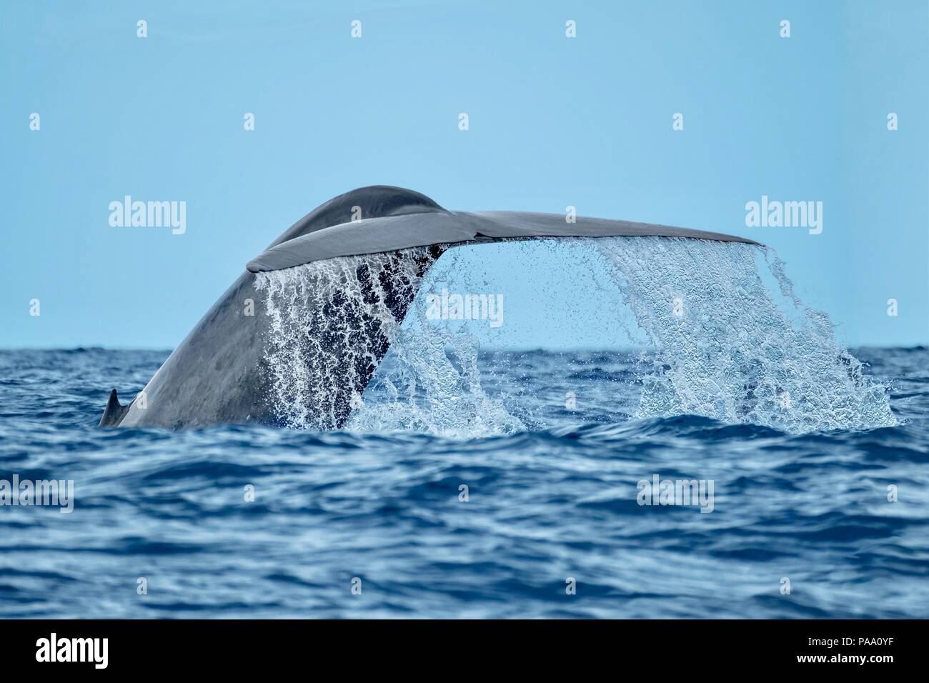 Plus gros animal dans le monde Banque D'Images
