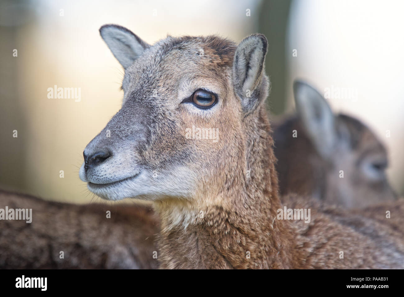 Chèvre sauvage - Capra aegagrus chèvre sauvage, l'Allemagne de l'Ouest, chef-shot avec deuxième animal derrière Banque D'Images