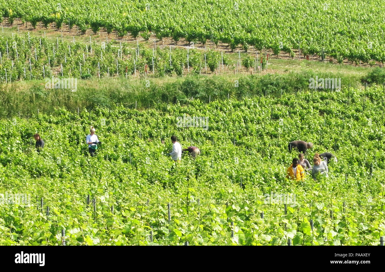 Les personnes qui travaillent dans le vignoble près de Epernay, Marne, Champagne-Ardennes, France Banque D'Images