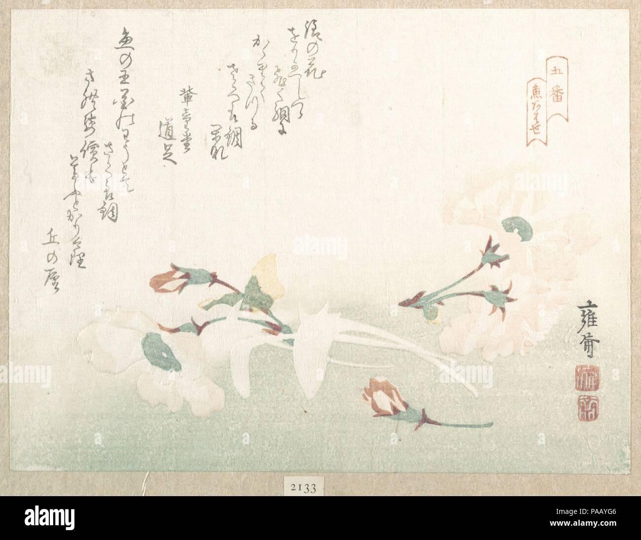 Fleurs de cerisier. Artiste : Kikuchi Yosai (japonais, 1781-1878). Culture : le Japon. Dimensions : 5 3/4 x 7 5/8 in. (14,6 x 19,4 cm). Date : du 19e siècle. Musée : Metropolitan Museum of Art, New York, USA. Banque D'Images