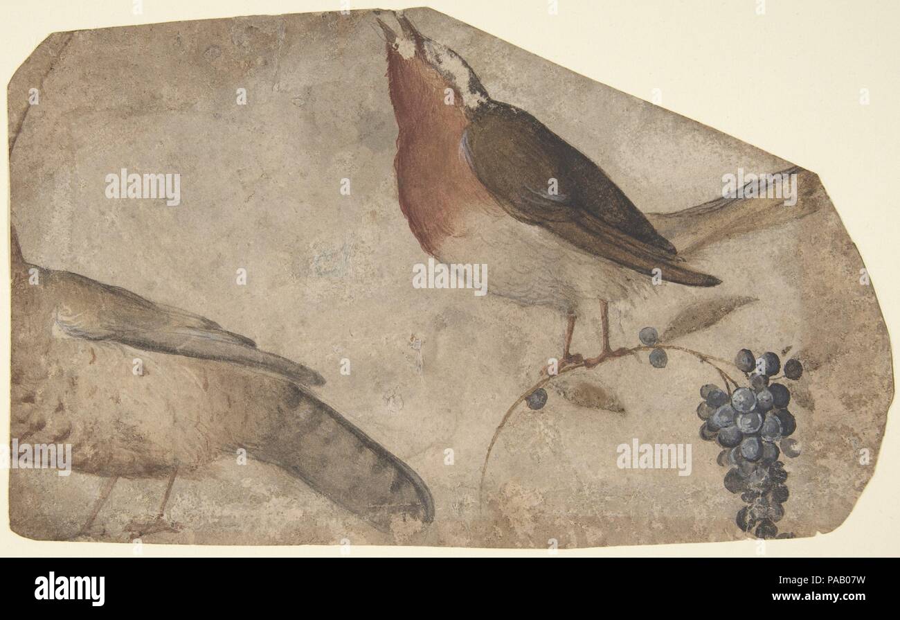 L'alimentation des oiseaux raisin (recto) ; Tigresse (verso). Artiste : Giovanni da Udine (Giovanni dei Ricamatori (Italien), Udine 1487-1564 Rome). Dimensions : 4-7/8 x 8 in. (12,4 x 20,3 cm). Date : 1487-1564. Musée : Metropolitan Museum of Art, New York, USA. Banque D'Images