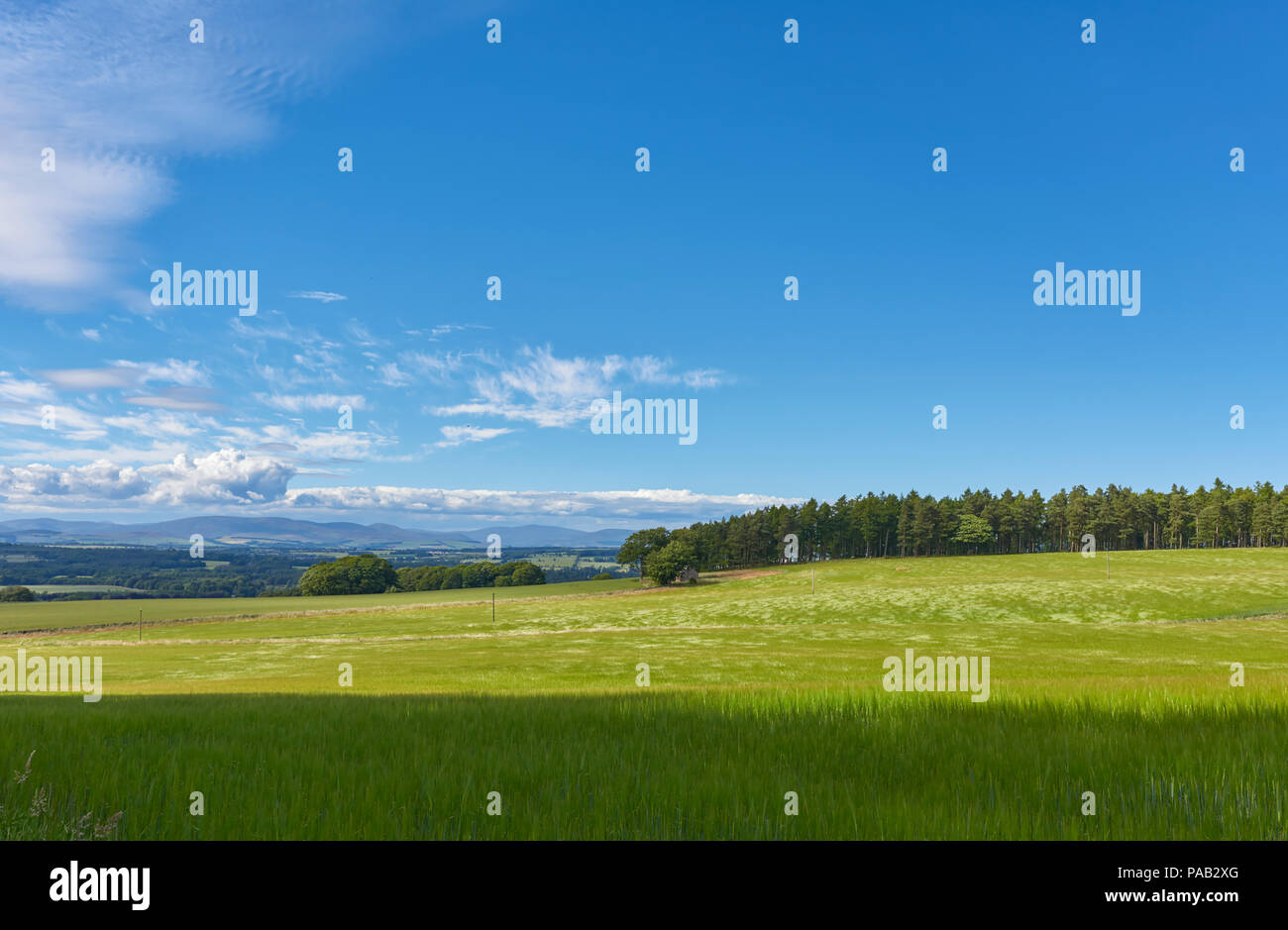 Donnant sur la vallée de Strathmore sur une après-midi d'été avec les Angus Glens dans la distance, et le vent qui traverse le blé. Angus, UK Banque D'Images