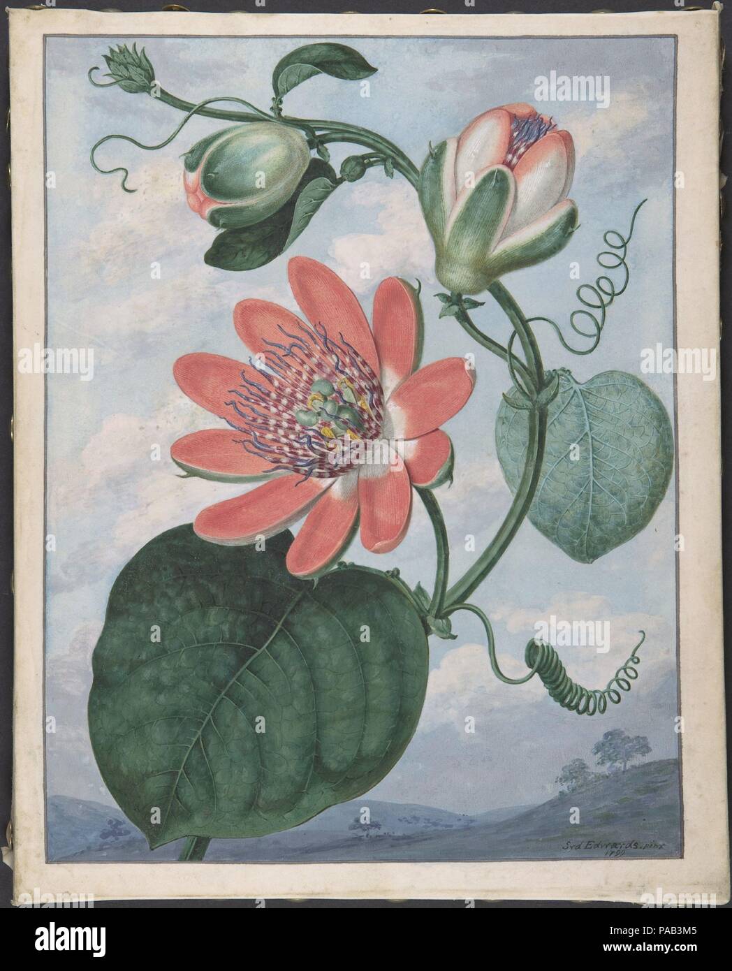 La passion des fleurs. Artiste : Teck Sydenham Edwards (britannique, l'Usk, Pays de Galles 1768-1819 Londres). Fiche technique : Dimensions : 10 3/8 x 7 15/16 in. (26,3 x 20,2 cm). Date : 1799. Les Gallois-né Edwards vient à Londres en 1788 à l'invitation de l'artiste-éditeur Edward Curtis, pour la conception d'imprimés botaniques pour son 'le Botanical Magazine : Jardin de fleurs, ou affichée.' l'utilisation de la gouache sur vélin ici rappelle une technique privilégiée par le dessinateur botanique allemand Georg Dionysius Ehret, dont le travail a contribué à la de 1736 a établi la popularité du genre. La façon dont cette fleur est défini avec un paysage fait écho à la f Banque D'Images