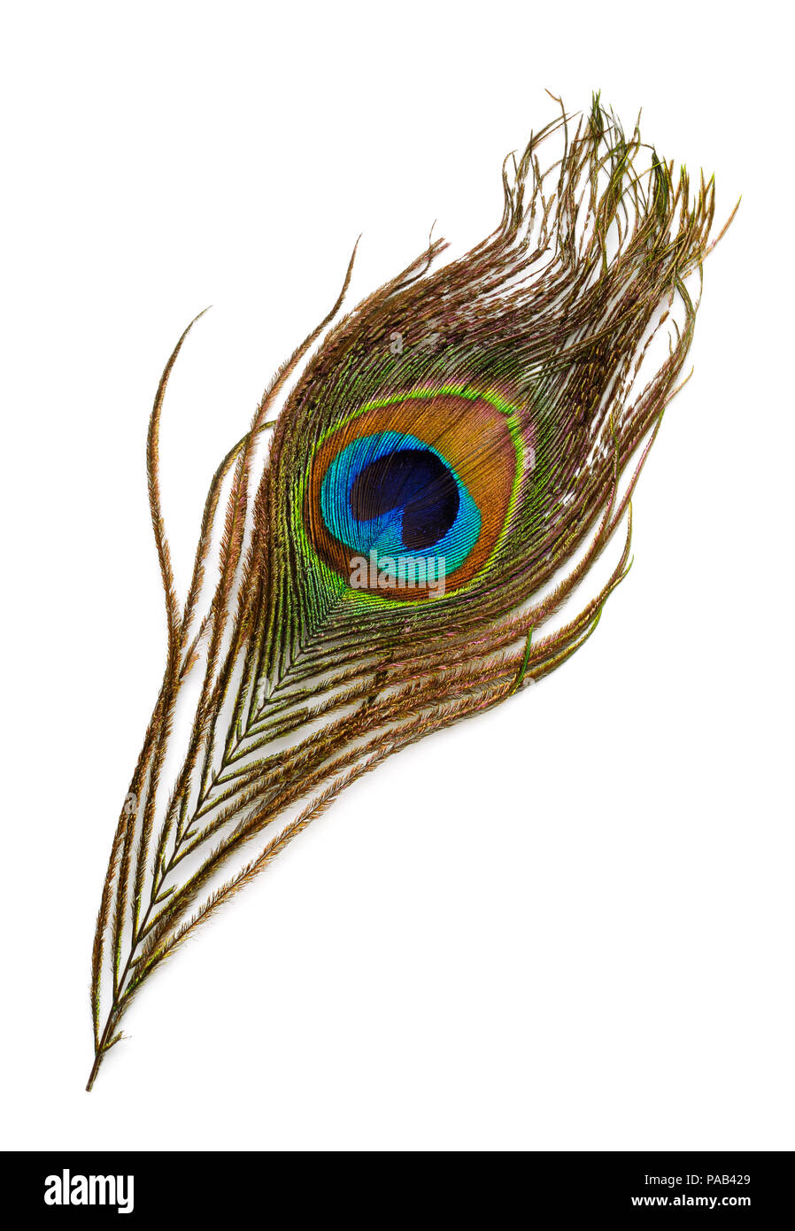 Vue de dessus de peacock feather isolated on white Banque D'Images