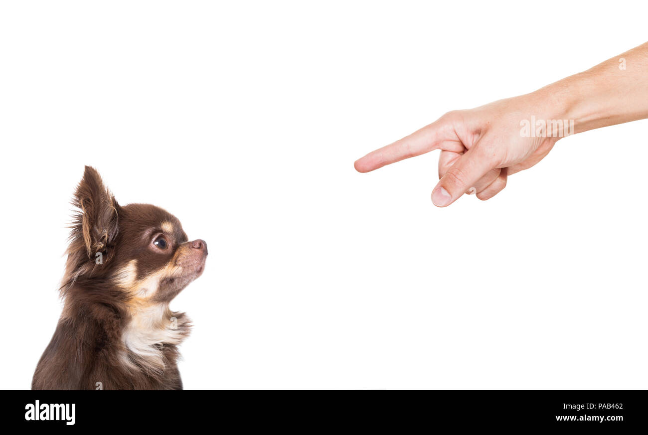 Chihuahua dog être puni à cause de mauvaise conduite par son propriétaire, isolé sur fond blanc Banque D'Images