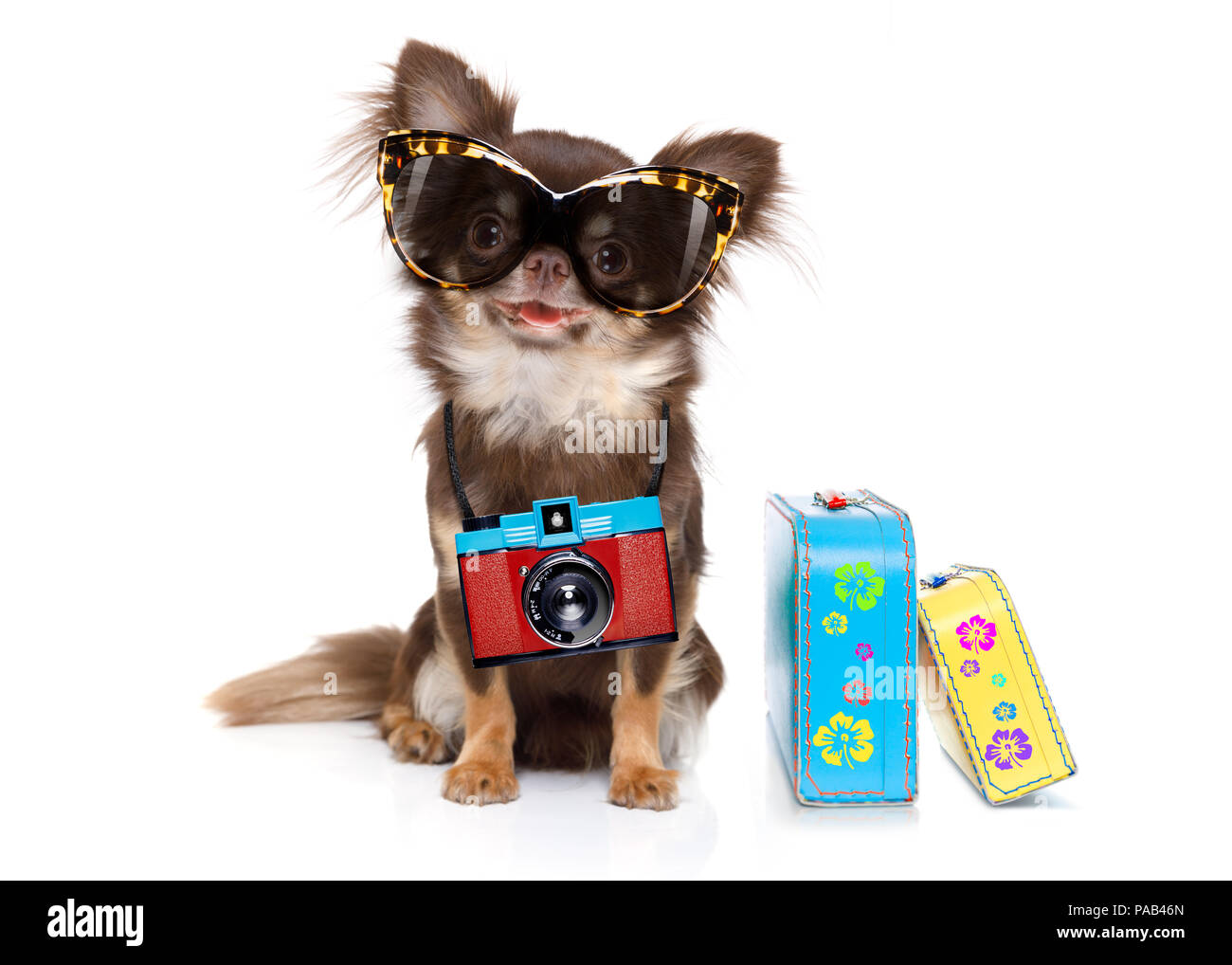 Chihuahua dog à la cool avec des lunettes de fantaisie et appareil photo prêt pour des vacances d'été, isolé sur fond blanc avec une assurance Banque D'Images