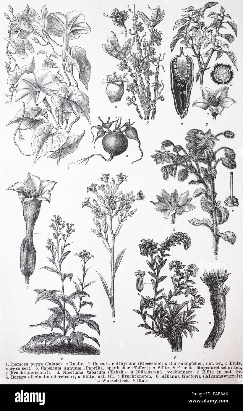 Divers Tubiflorae, Ipomoea purga, Cuscuty epithymum, Capsicum annuum, Borago officinalis, Alkanna tinctoria, amélioration numérique reproduction d'une gravure sur bois originale d'imprimer à partir de l'année 1881 Banque D'Images