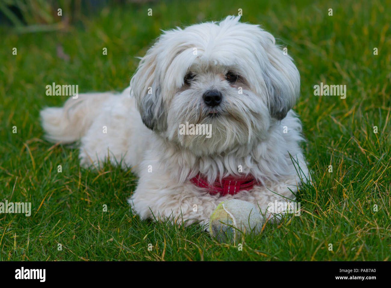 Chien maltais blanc / Shih Tzu crossover jouant avec balle de tennis dans l