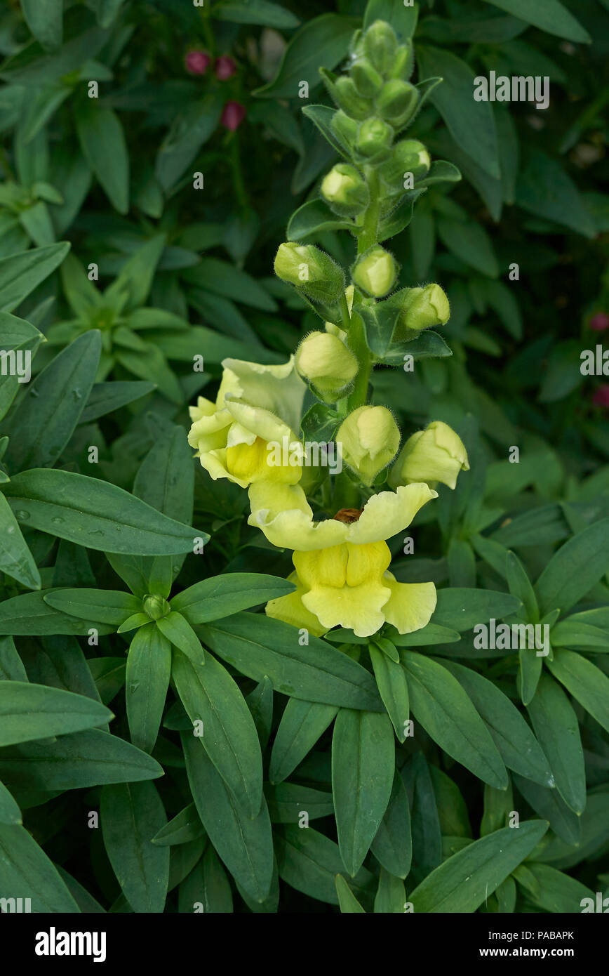 Antirrhinum majus plante Banque D'Images